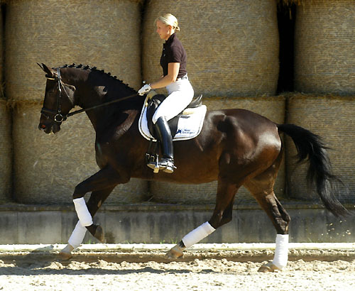 Seal - Trakehner von Gribaldi u.d. Pr.St. Schwalbenspiel v. Exclusiv, Gestt Hmelschenburg