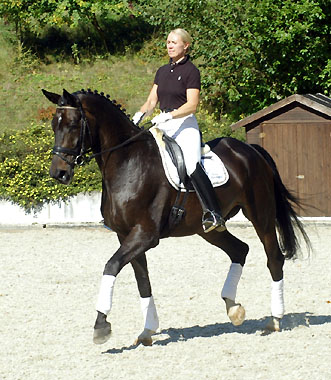 Seal - Trakehner von Gribaldi u.d. Pr.St. Schwalbenspiel v. Exclusiv, Gestt Hmelschenburg