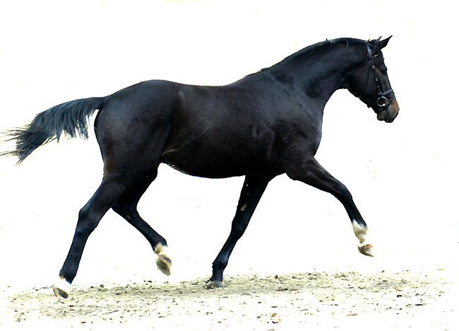 Seal - Trakehner von Gribaldi u.d. Pr.St. Schwalbenspiel v. Exclusiv