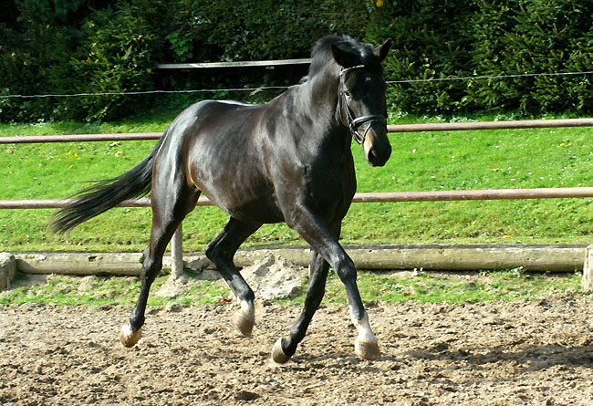 Seal - Trakehner von Gribaldi u.d. Pr.St. Schwalbenspiel v. Exclusiv, Gestt Hmelschenburg - im Oktober 2008