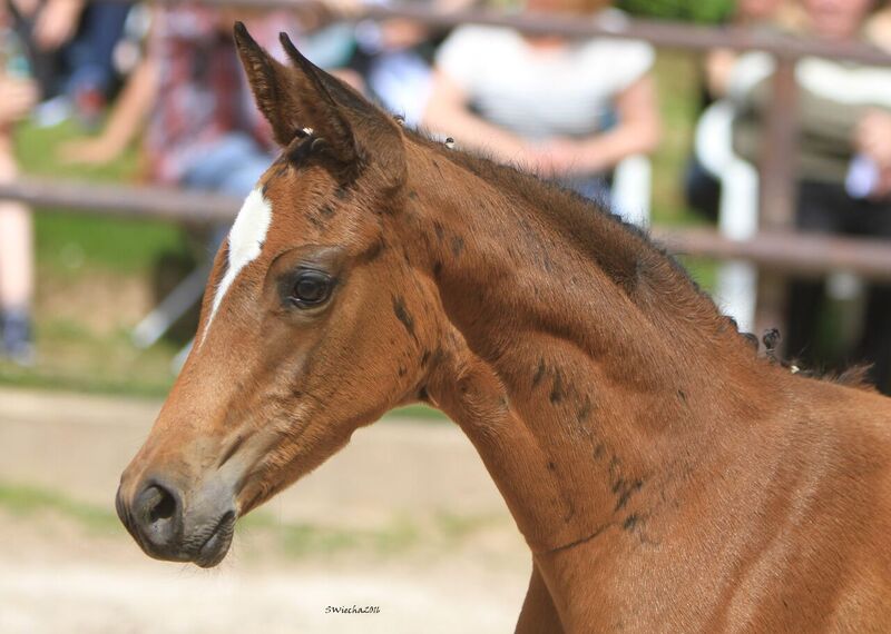 Stutfohlen von High Motion u.d. Elitestute Greta Garbo - Foto Sigrun Wiecha Gestt Hmelschenburg am 22. Mai 2016