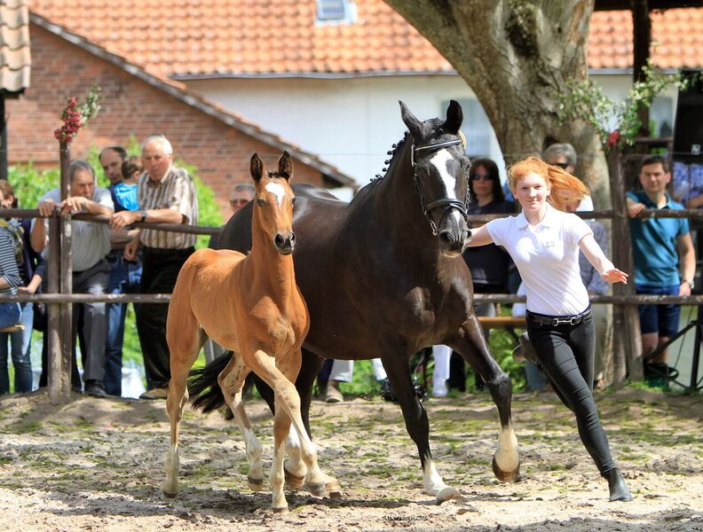 Stutfohlen von High Motion u.d. Elitestute Greta Garbo - Foto Sigrun Wiecha Gestt Hmelschenburg am 22. Mai 2016