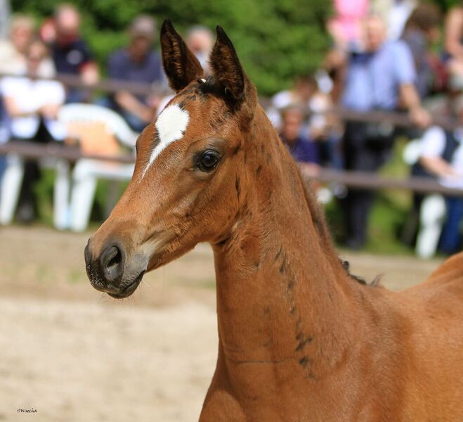 Stutfohlen von High Motion u.d. Elitestute Greta Garbo - Foto Sigrun Wiecha Gestt Hmelschenburg am 22. Mai 2016