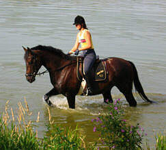 im Neversdorfer See, Foto: Familie Scholtz