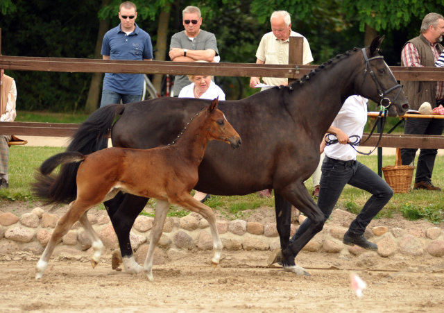 Hengstfohlen von Le Rouge u.d. Pr. u. StPrSt. Grace Note v. Alter Fritz , Foto: Langels