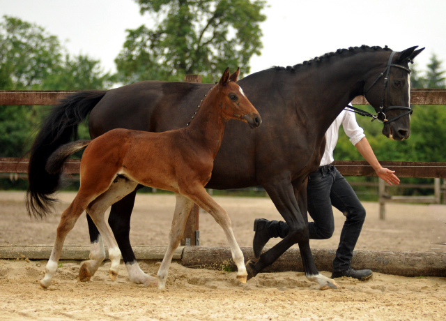 Hengstfohlen von Le Rouge u.d. Pr. u. StPrSt. Grace Note v. Alter Fritz , Foto: Langels