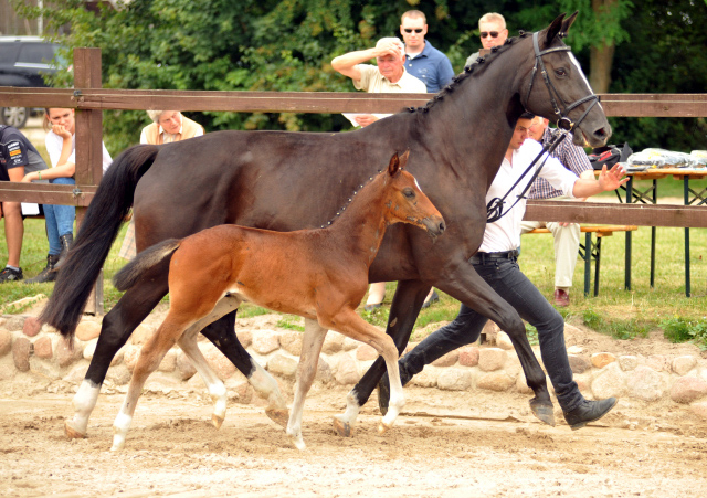Hengstfohlen von Le Rouge u.d. Pr. u. StPrSt. Grace Note v. Alter Fritz , Foto: Langels