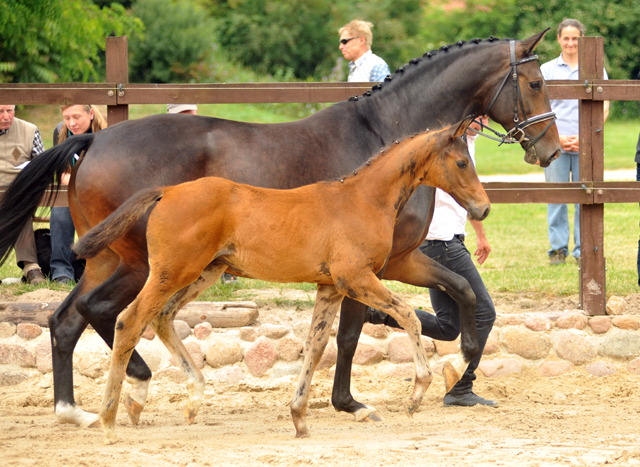 Hengstfohlen von Millenium u.d. Prmienstute Gardema von Shavalou - Kostolany - Foto: Beate Langels - Gestt Schplitz