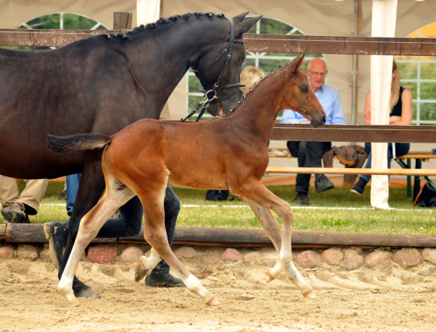 Hengstfohlen von Le Rouge u.d. Pr. u. StPrSt. Grace Note v. Alter Fritz , Foto: Langels