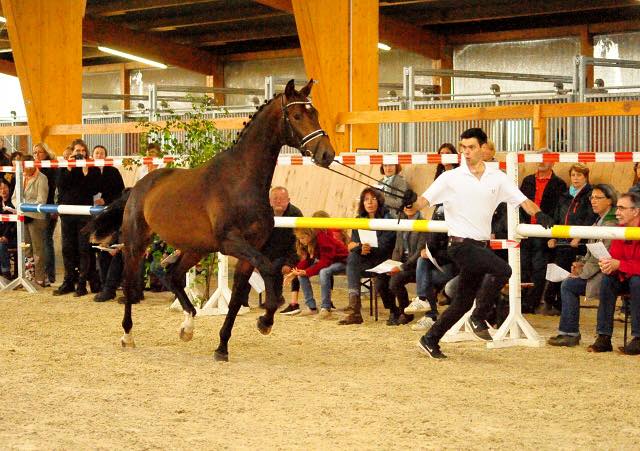 Hengst von Millenium u.d. Prmienstute Gardema von Shavalou - Kostolany - Foto: Beate Langels - Gestt Schplitz