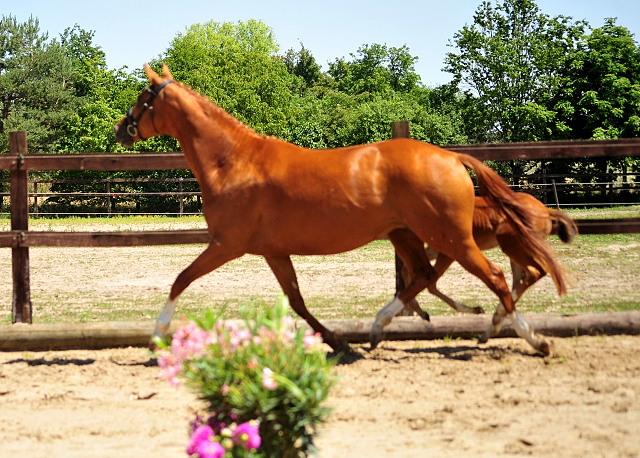 Trakehner Stutfohlen von High Motion u.d. Pr.u.St.Pr.St. Varinia v. Symont, Foto: Beate Langels