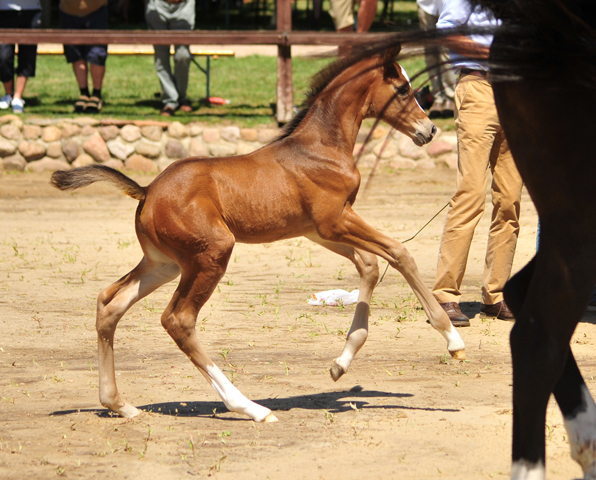 Stutfohlen von High Motion u.d. Pr.u.StPrSt. Grace Note v. Alter Fritz, Foto: Beate Langels