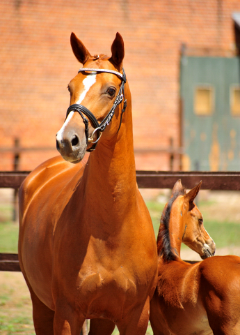 Trakehner Stutfohlen von High Motion u.d. Pr.u.St.Pr.St. Varinia v. Symont, Foto: Beate Langels