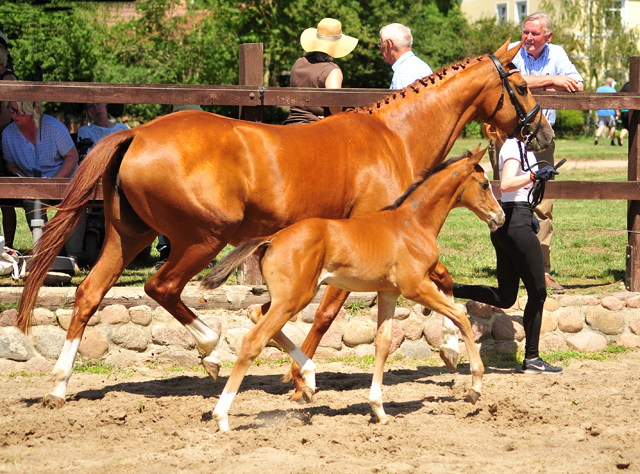 Trakehner Stutfohlen von High Motion u.d. Pr.u.St.Pr.St. Varinia v. Symont, Foto: Beate Langels