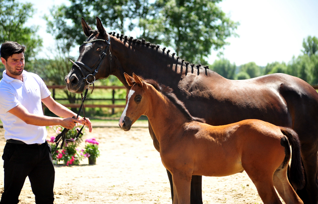 Hengstfohlen von High Motion u.d. Pr.u.StPrSt. Schwalbenmagie v. Exclusiv - Foto Beate Langels - Gestt Schplitz