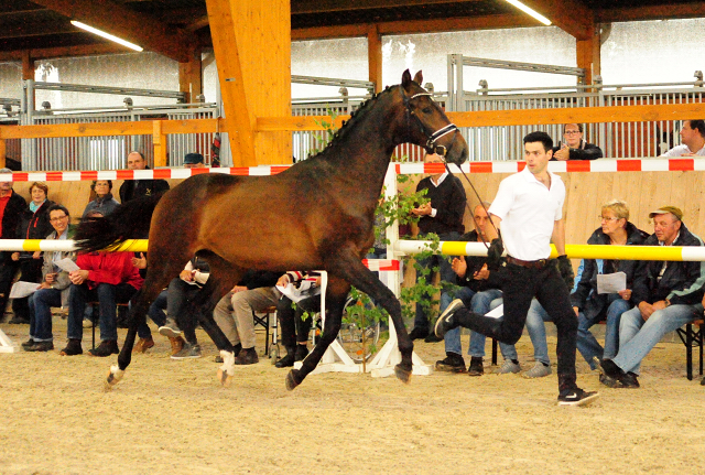 Hengst von Millenium u.d. Prmienstute Gardema von Shavalou - Kostolany - Foto: Beate Langels - Gestt Schplitz