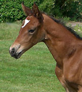Hengstfohlen von Shavalou u.d. Pr.St. Gracia Patrizia v. Alter Fritz