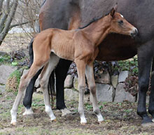 15 Stunden alt: Stutfohlen von Shavalou u.d. Elitestute Gloriette v. Kostolany, Foto: Sabine Langels