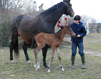 Elitestute Gloriette v. Kostolany mit ihrem 15 Stunden alten Stutfohlen von Shavalou, Foto: Sabine Langels