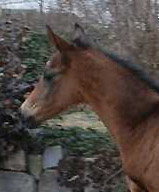 17 Stunden alt: Stutfohlen von Shavalou u.d. Elitestute Gloriette v. Kostolany - Gestt Schplitz - Foto: Sabine Langels