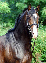 Shavalou v. Freudenfest u.d. Elitestute Schwalbenspiel v. Exclusiv, Foto: Beate Langels - Trakehner Gestt Hmelschenburg