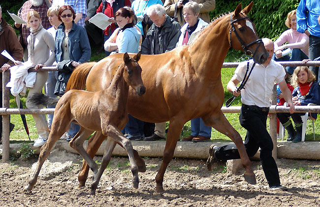 Stutfohlen von Shavalou u.d. Mainau v. Caanitz