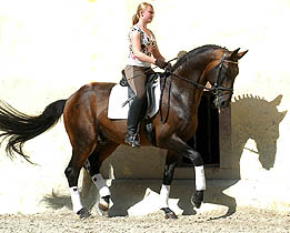 Trakehner Hengst SHOWMASTER von Kostolany - Ibikus, Foto: Beate Langels Gestüt Hämelschenburg