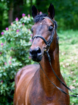 Trakehner Hengst Showmaster von Kostolany im Mai 2005