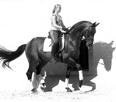 Showmaster von Kostolany - Ibikus, Foto: Beate Langels - Gestüt Hämelschenburg