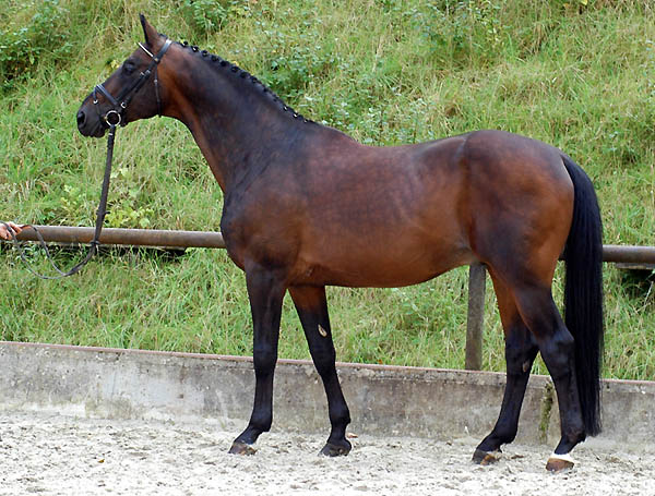 17 Jahre alt: Showmaster, im Trakehner Gestt Hmelschenburg