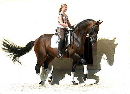 Grand-Prix Sieger Showmaster - geritten von der 16 Marilena, aufgestellt im Trakehner Gestt Hmelschenburg