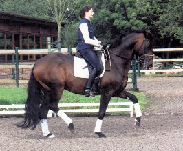 Showmaster v. Kostolany, internationaler Grand Prix Sieger