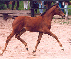 Filly by Showmaster - Matador