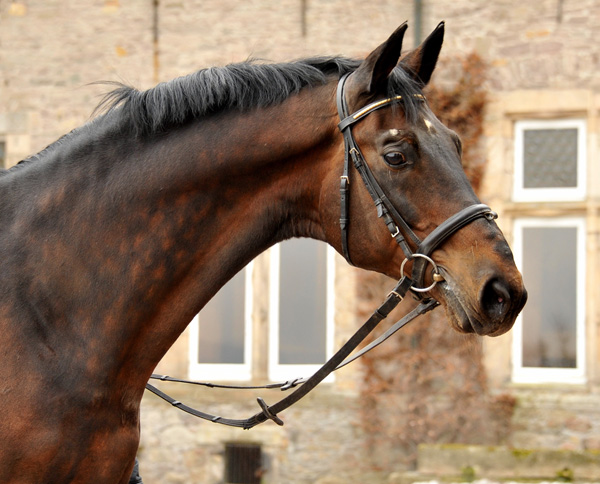 Grand Prix Sieger SHOWMASTER von Kostolany - Ibikus - am 5. April 2013