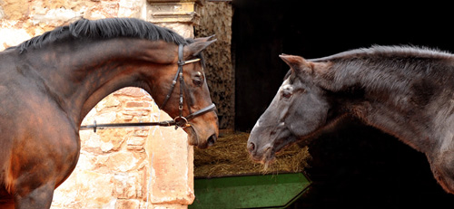 Showmaster und sein Vater Kostolany - Foto: Beate Langels Trakehner Gestt Hmelschenburg