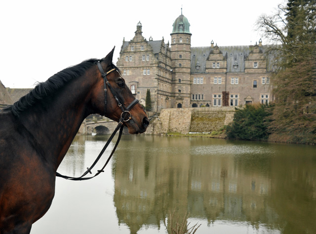 Grand Prix Sieger SHOWMASTER von Kostolany - Ibikus - am 5. April 2013