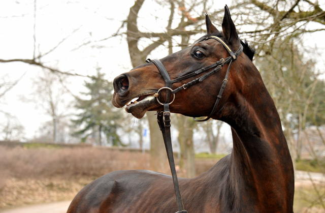 Grand Prix Sieger SHOWMASTER von Kostolany - Ibikus - am 5. April 2013