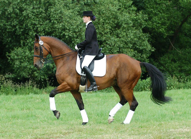 Trakehner Wallach Showtime von Showmaster u.d. Sarogna v. Arogno, Foto: Beate Langels