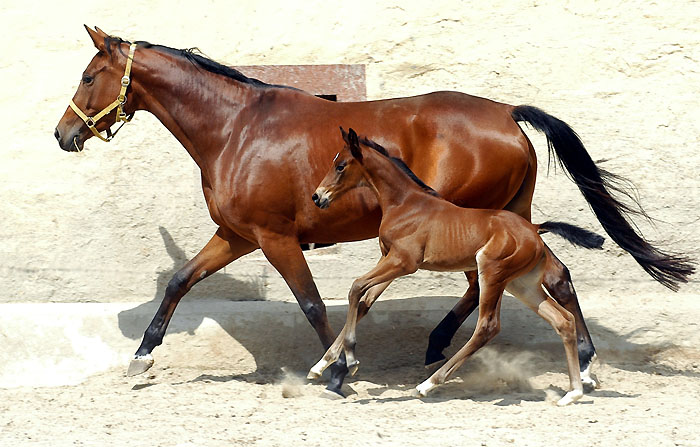 Trakehner Stutfohlen von Showmaster u.d. Tabea von Summertime