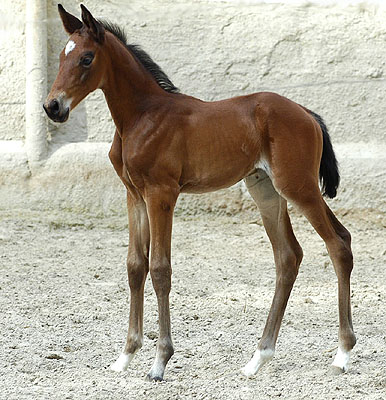 Trakehner Stutfohlen von Showmaster u.d. Tabea von Summertime