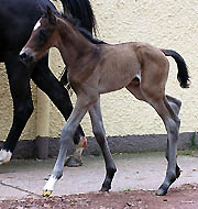 Trakehner Hengstfohlen von Meraldik u.d. Schwalbenflair v. Exclusiv