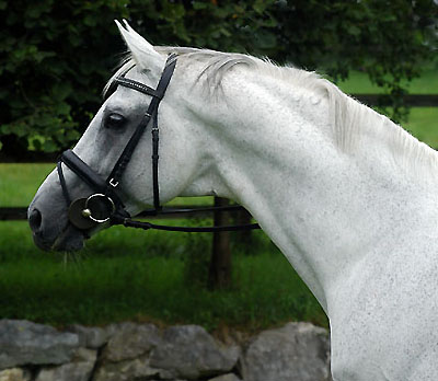 Prmienhengst Silvermoon von Kostolany - Mahagoni, Foto: Beate Langels