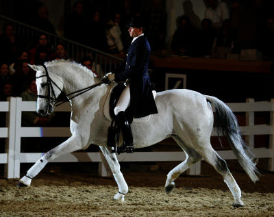 Silvermoon v. Kostolany u.d. Elitestute Suleiken v. Mahagoni - Foto: Gestt Ammerland, Aufzchter: Trakehner Gestt Hmelschenburg