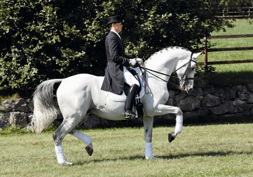 Silvermoon v. Kostolany u.d. Elitestute Suleiken v. Mahagoni - Foto: Gestt Ammerland, Aufzchter: Trakehner Gestt Hmelschenburg