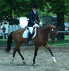 Singulus (3jhrig) v. Kostolany