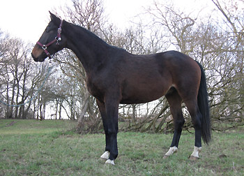 Trakehner Wallach von Kostolany u.d. Oympia v. Le Duc, Foto: Beate Langels Gestt Hmelschenburg - im Februar 2011