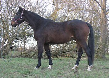 Trakehner Wallach von Kostolany u.d. Oympia v. Le Duc, Foto: Beate Langels Gestt Hmelschenburg - im Febraur 2011