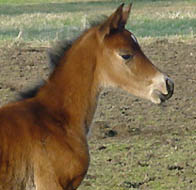 Schwalbenknigin - wenige Tage alt