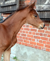 Stutfohlen von High Motion u.d. Karalina v. Exclusiv, Foto: Sabine Langels - 
Gestüt Hämelschenburg