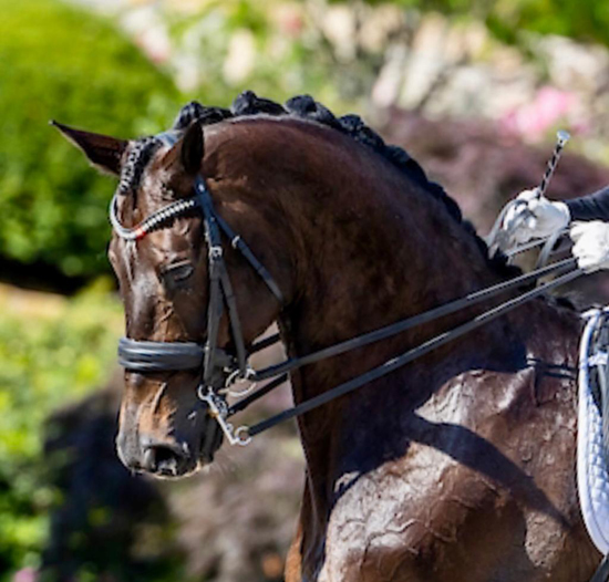 Piaff Frder Pris in Kronberg  2020 - Seal von Gribaldi u.d. Elitestute Schwalbenspiel v. Exclusiv - Foto: Stefan Lafrentz - 
Trakehner Gestt Hmelschenburg